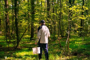 Raste u šumama i veoma je zdrava - naučite kako da je ne pomešate sa otrovnim biljkama