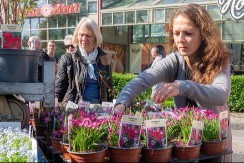 Ovo cveće najbrže propada u martu: Uvene posle 14 dana, a prodavci vam to prećutkuju