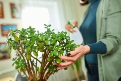 DA LI STE ZNALI: Ako otopite ovu tabletu u vodi i zalijete DRVO NOVCA - porašće DUPLO