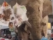 NEVIĐENA DRAMA U RESTORANU Slon napravio potpuni krš i lom, gosti u panici – kamera sve zabeležila!