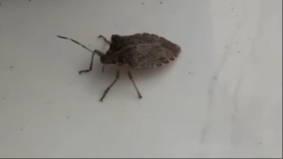 DRAMA U PRIRODI ''Radioaktivna'' smrdibuba zbunila Srbiju - ljudi misle da je mutant! (FOTO)