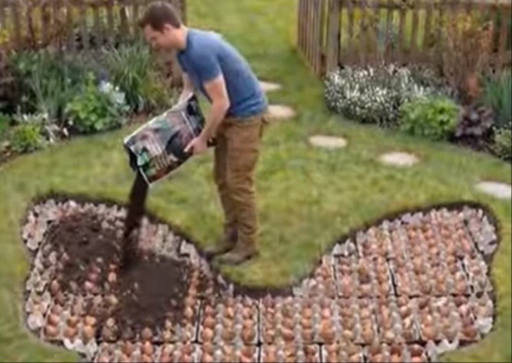 GENIJALAN TRIK ZA BAŠTU Stavite lukovice tulipana u kutiju za jaja i gledajte šta će se desiti!