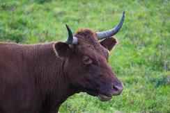 Dugoročna investicija - na aukciji, bik prodat za 143.000