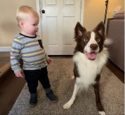 KO BOLJE SLUŠA MAMU? Žena snimila sina i psa kako izvršavaju naredbe – milioni plaču od smeha