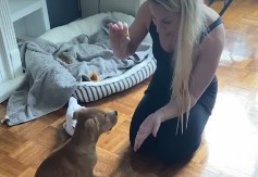 ČIVAVA KOJA JE POSTALA GIGANT: Udomili “malog psa”, a on je IZRASTAO u čudovište od 43 kilograma! (VIDEO)