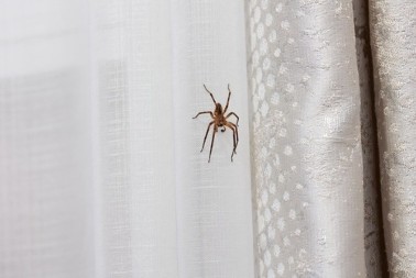 Kako se rešiti paukova: Stavite ovu voćku u ćoškove i otarasite se dosadnih napasti