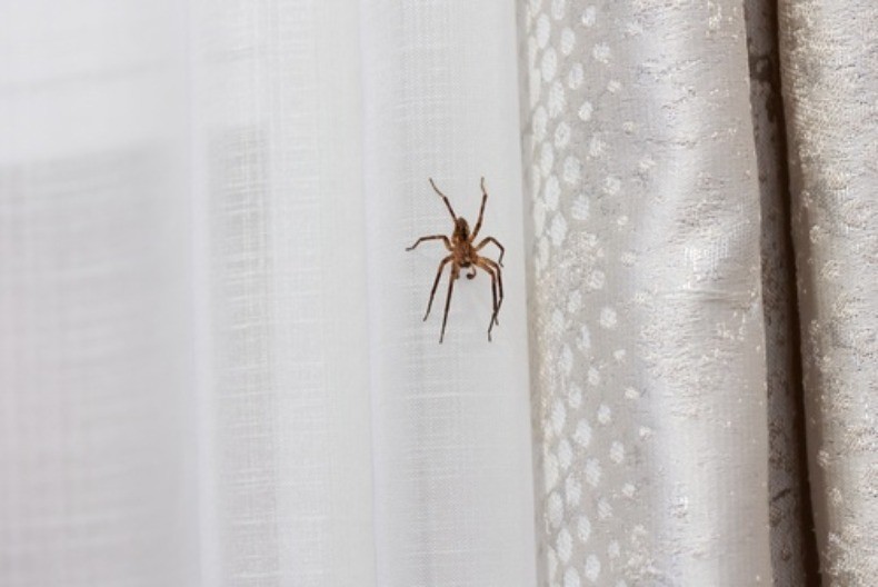 Kako se rešiti paukova: Stavite ovu voćku u ćoškove i otarasite se dosadnih napasti