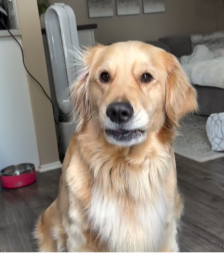 ČISTILA KAUČ, PA OSTALA U ŠOKU: Ono što je njen zlatni retriver krio ispod jastuka nasmejalo je milione (VIDEO)