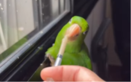 PORODICA NAŠLA POVREĐENOG PAPAGAJA Negovali ga, pa ga pustili nazad u prirodu, a onda se desilo nešto POTPUNO NEOČEKIVANO (VIDEO) 