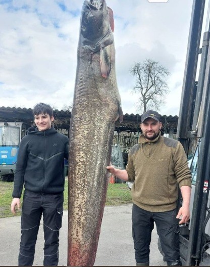 ŠTA JE OVO, BRATE MOJ? Jezerska zver od 109 kilograma: Pogledajte soma dugog 2,6 metara od kog su se pecaroši zaledili