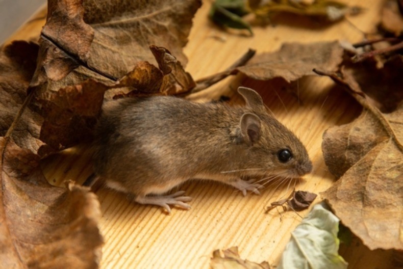 REŠITE SE MIŠEVA Ovo su razlozi zbog kojih vam stalno ulaze u kuću i dvorište