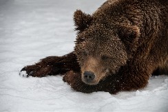 ŠTA RADI OVAJ MEDVED? Mlatara glavom, deluje izgubljeno, čudno se kreće - hit video zbunio ljude