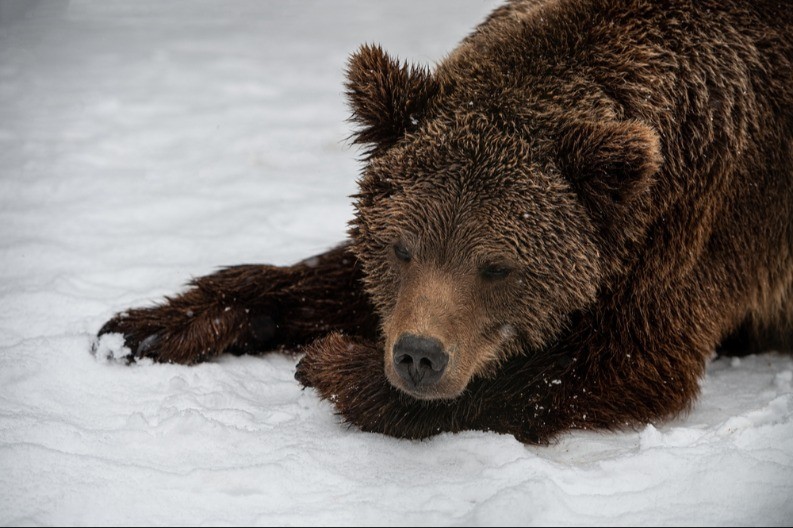 ŠTA RADI OVAJ MEDVED? Mlatara glavom, deluje izgubljeno, čudno se kreće - hit video zbunio ljude