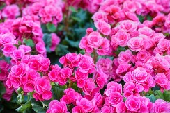 Cveće koje tera svađu, a privlači sreću: Sve bake su ga gajile zbog toga