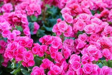 Cveće koje tera svađu, a privlači sreću: Sve bake su ga gajile zbog toga