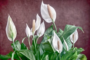 REŠITE PROBLEM U NEKOLIKO KORAKA Ovu biljku skoro svi imamo kod kuće - evo kako da joj listovi više ne budu suvi