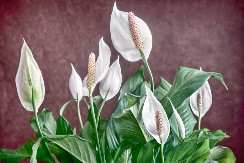 REŠITE PROBLEM U NEKOLIKO KORAKA Ovu biljku skoro svi imamo kod kuće - evo kako da joj listovi više ne budu suvi