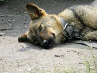 DIRLJIVO I ŠOKANTNO: Psi tuguju kada izgube vlasnika – stručnjaci otkrivaju kako im pomoći!