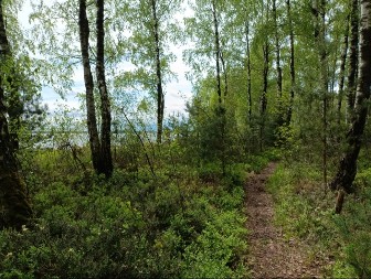 DRAMA U ŠUMI Ugledali su lišče kako se pomera, a sekund kasnije usledio je pravi UŽAS
