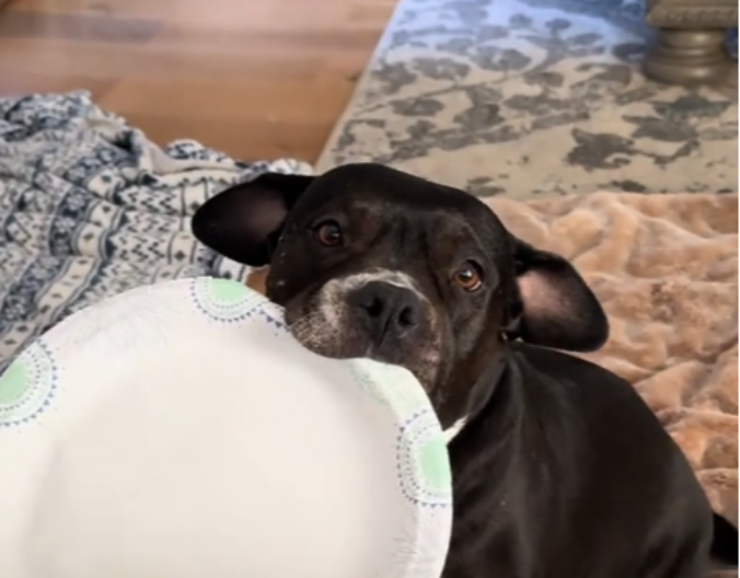 PAS UPORNO ŠETA PO KUĆI SA TANJIROM U USTIMA Ljudi na mrežama plaču od smeha - video je hit