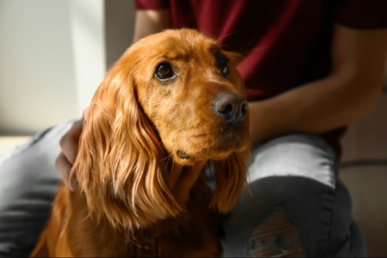 AKO SE PITATE ZAŠTO VAS LJUBIMAC STALNO PRATI PO KUĆI, OVO JE ODGOVOR Vlasnici pasa - obratite pažnju