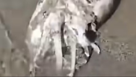 SCENA KAO IZ HOROR FILMA Morsko čudovište pronađeno na plaži – ljudi u panici!
