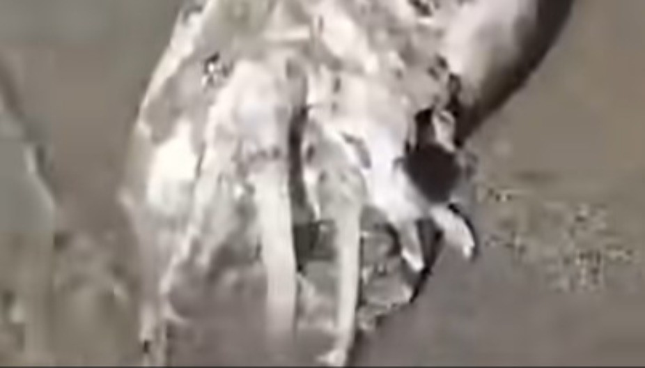 SCENA KAO IZ HOROR FILMA Morsko čudovište pronađeno na plaži – ljudi u panici!