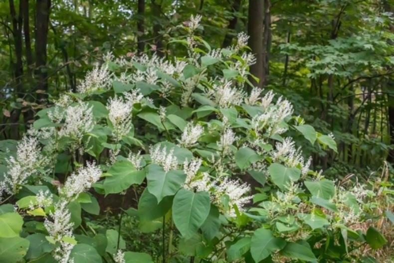 OPASNA BILJKA KOJU LJUDI SADE U DVORIŠTU Može da probije beton i uništi sve oko sebe