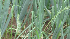 5 razloga zašto svaki dan treba jesti mladi luk