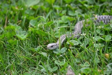 Beže od dvorišta i kuće kao đavo od krsta: Ide proleće, stižu i one, ali evo kako oterati zmije