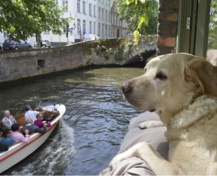 OVO JE NAJFOTOGRAFISANIJI PAS NA SVETU Mnoge asocira na ovaj prelepi evropski grad - našao se na slikama brojnih turista