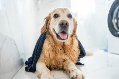 NAĐITE ZLATNU SREDINU Previše kupanja može da škodi psu, a premalo stvara neprijatan miris