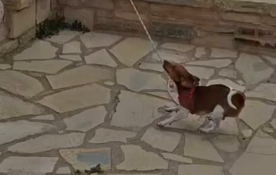 VIRALNI HIT SA KRITA Pas postao „PAStor“ – meštani kažu da je najposvećeniji član parohije! (VIDEO)