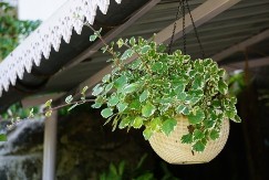 Najotpornija biljka, tera komarce, a celo dvorište na nju miriše: Najkorisniji cvet koji svaka kuća treba da ima