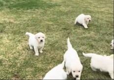 Slatki štenci svima istopili srca: Igrali se sa pilićima i raznežili ceo internet