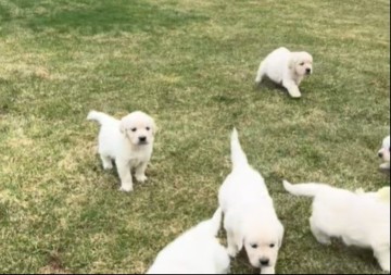 Slatki štenci svima istopili srca: Igrali se sa pilićima i raznežili ceo internet