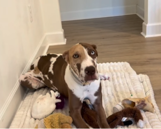 DA LI JE OVO NAJLEPŠI PAS NA SVETU? Potpuno je specifičan i drugačiji - ljudi na mrežama ga obožavaju