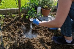 "Tako me je naučila strina": Ovako posađen paradajz daje krupan rod i ne oboljeva