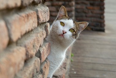OPASNOST VREBA IZA SVAKOG ĆOŠKA Evo šta se može desiti ako puštate mačku napolje