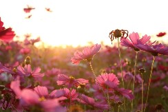 Želite li šarenu baštu? Iskusni baštovani već sade ovu biljku