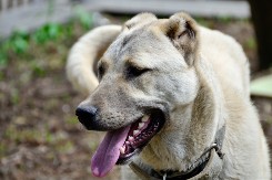 POUZDANI ZAŠTITNICI Važe za najopasnije pse, a zapravo su NAJODANIJI 