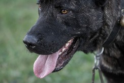 KANGAL BRUTALNO IZUJEDAO MUŠKARCA Komšije zatekle krvav prizor