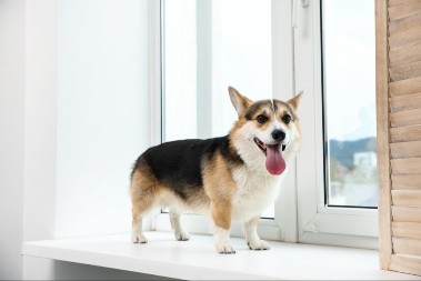 KAKO PSI POKAZUJU LJUBOMORU? Vlasnici, ovo morate znati