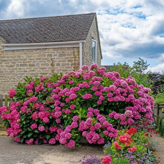 NE SADITE IH ZAJEDNO! Ako su vam ruže i hortenzije blizu u dvorištu, jedna stvar može da uništi obe biljke