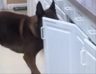 PAS ''PRIVODI'' NEPOSLUŠNU MAČKU Svake večeri prave HAOS u ambulanti - hit snimak nasmejao mreže!