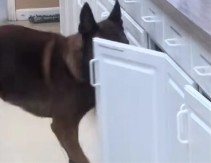 PAS ''PRIVODI'' NEPOSLUŠNU MAČKU Svake večeri prave HAOS u ambulanti - hit snimak nasmejao mreže!