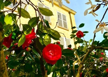 Egzotična lepotica u senci cveta kao luda: Nećete verovati koliko dugo traje njen raskoš  