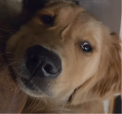 PRESLATKO I NEODOLJIVO Pogledajte kako je sam sebe uplašio lavežom - video je hit