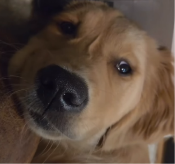 PRESLATKO I NEODOLJIVO Pogledajte kako je sam sebe uplašio lavežom - video je hit