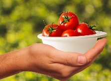 UKUSNIJI NEGO IZ BAŠTE Ljudi masovno sade PARADAJZ u plastičnim flašama, probajte i vi!